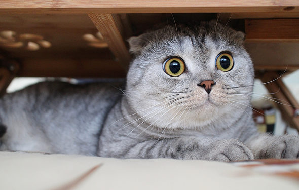 5 façons d’aider un chat caché