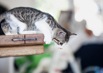 5 façons de calmer un chat fou
