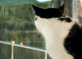 5 façons de ronronner votre chat d’intérieur