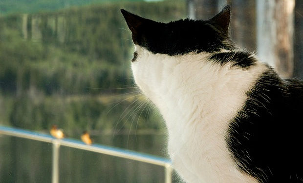 5 façons de ronronner votre chat d’intérieur