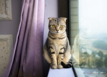 5 façons dont les chats d’intérieur peuvent attraper des puces ou des tiques