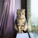 5 façons dont les chats d’intérieur peuvent attraper des puces ou des tiques