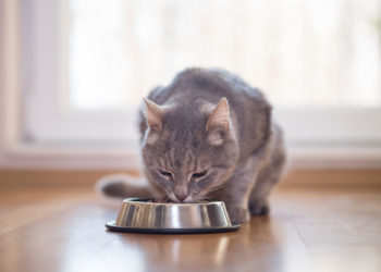 5 habitudes inhabituelles de manger des chats