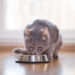 5 habitudes inhabituelles de manger des chats