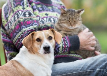 5 ingrédients supplémentaires pour les animaux de compagnie seniors