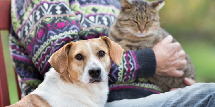 5 ingrédients supplémentaires pour les animaux de compagnie seniors