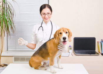 5 maladies courantes des chiens affectées par la nutrition | Animauxinfo