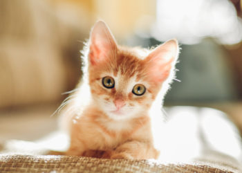 5 meilleurs conseils pour nommer votre chat