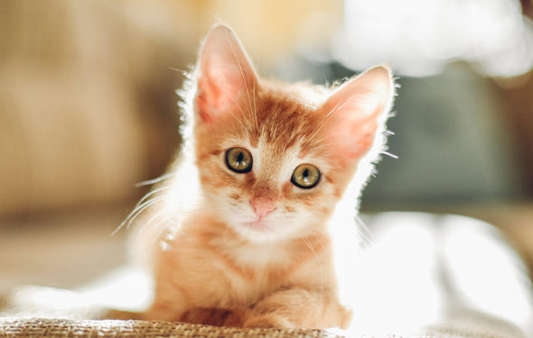 5 meilleurs conseils pour nommer votre chat