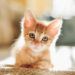 5 meilleurs conseils pour nommer votre chat