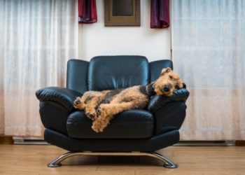 5 positions de couchage pour chiens et leur signification