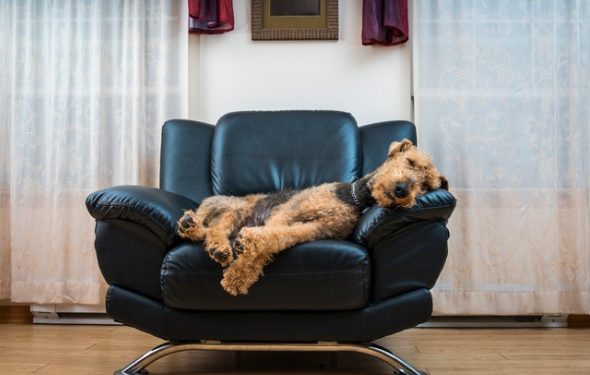 5 positions de couchage pour chiens et leur signification