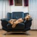 5 positions de couchage pour chiens et leur signification