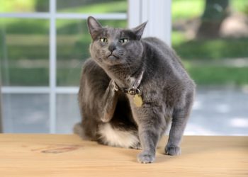 5 problèmes courants de peau de chat