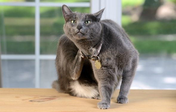 5 problèmes courants de peau de chat