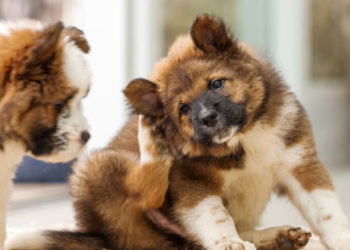 5 problèmes courants de peau de chien | Comment aider votre chien qui démange