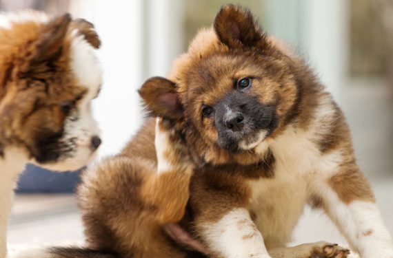 5 problèmes courants de peau de chien | Comment aider votre chien qui démange