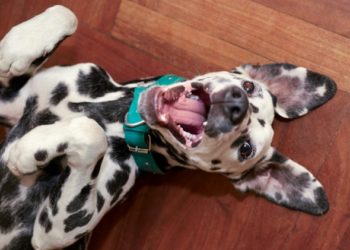 5 récompenses de dressage de chiens qui ne sont pas de la nourriture