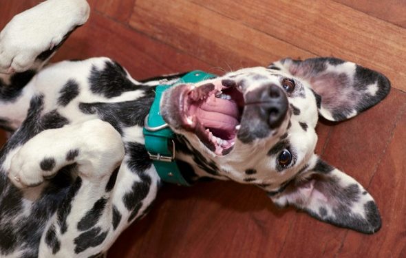 5 récompenses de dressage de chiens qui ne sont pas de la nourriture