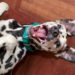 5 récompenses de dressage de chiens qui ne sont pas de la nourriture