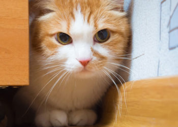 5 signes que votre chat est stressé (et comment le soulager)