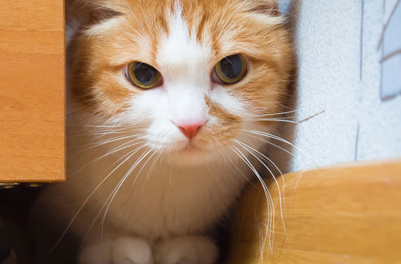 5 signes que votre chat est stressé (et comment le soulager)