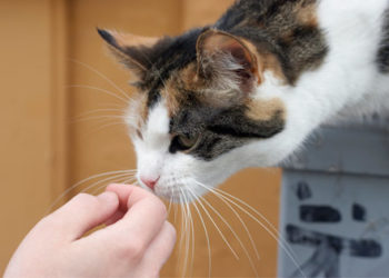 5 signes que votre chat vieillit