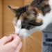 5 signes que votre chat vieillit