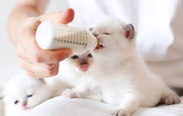 6 conseils pour nourrir les chatons en toute sécurité au biberon