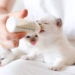 6 conseils pour nourrir les chatons en toute sécurité au biberon
