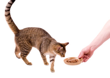 6 idées de gâteries saines pour les chats