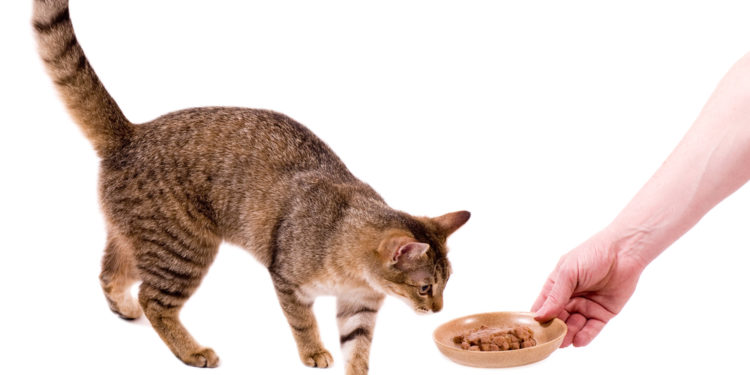 6 idées de gâteries saines pour les chats