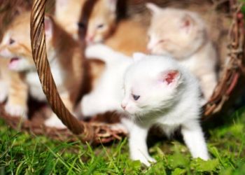6 problèmes de santé de chaton à surveiller | Maladies courantes des chats