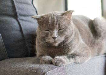6 produits calmants pour chats pour aider à soulager l’anxiété des chats