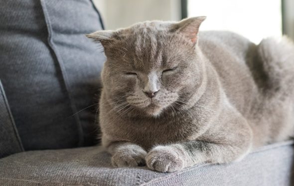 6 produits calmants pour chats pour aider à soulager l’anxiété des chats