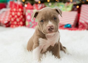 7 conseils de sécurité pour le premier Noël de votre chiot
