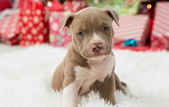 7 conseils de sécurité pour le premier Noël de votre chiot