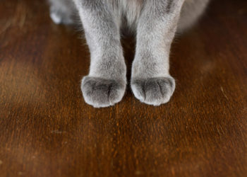 7 effets secondaires négatifs du dégriffage de votre chat