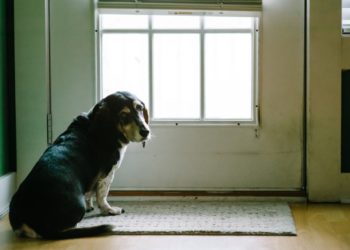 9 meilleures critiques de portes automatiques pour chiens – Édition 2020