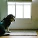 9 meilleures critiques de portes automatiques pour chiens – Édition 2020