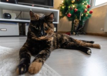 9 résolutions du Nouvel An pour votre animal (et vous)