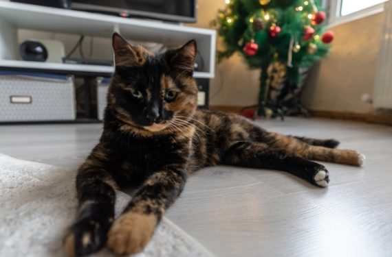 9 résolutions du Nouvel An pour votre animal (et vous)