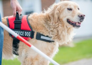 Alaska Airlines propose une formation en vol pour les chiens-guides d’aveugles