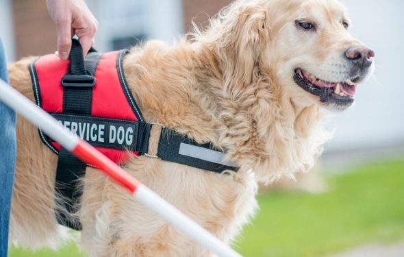 Alaska Airlines propose une formation en vol pour les chiens-guides d’aveugles