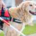 Alaska Airlines propose une formation en vol pour les chiens-guides d’aveugles