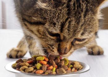 Alimentation pour prévenir le diabète chez les chats