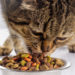 Alimentation pour prévenir le diabète chez les chats