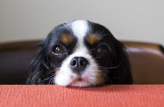 Aliments de spécialité pour chiots | Animauxinfo