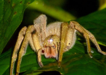 Araignée errante brésilienne – Faits, morsures et informations sur l’habitat