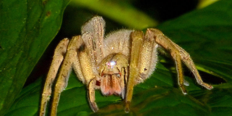 Araignée errante brésilienne – Faits, morsures et informations sur l’habitat